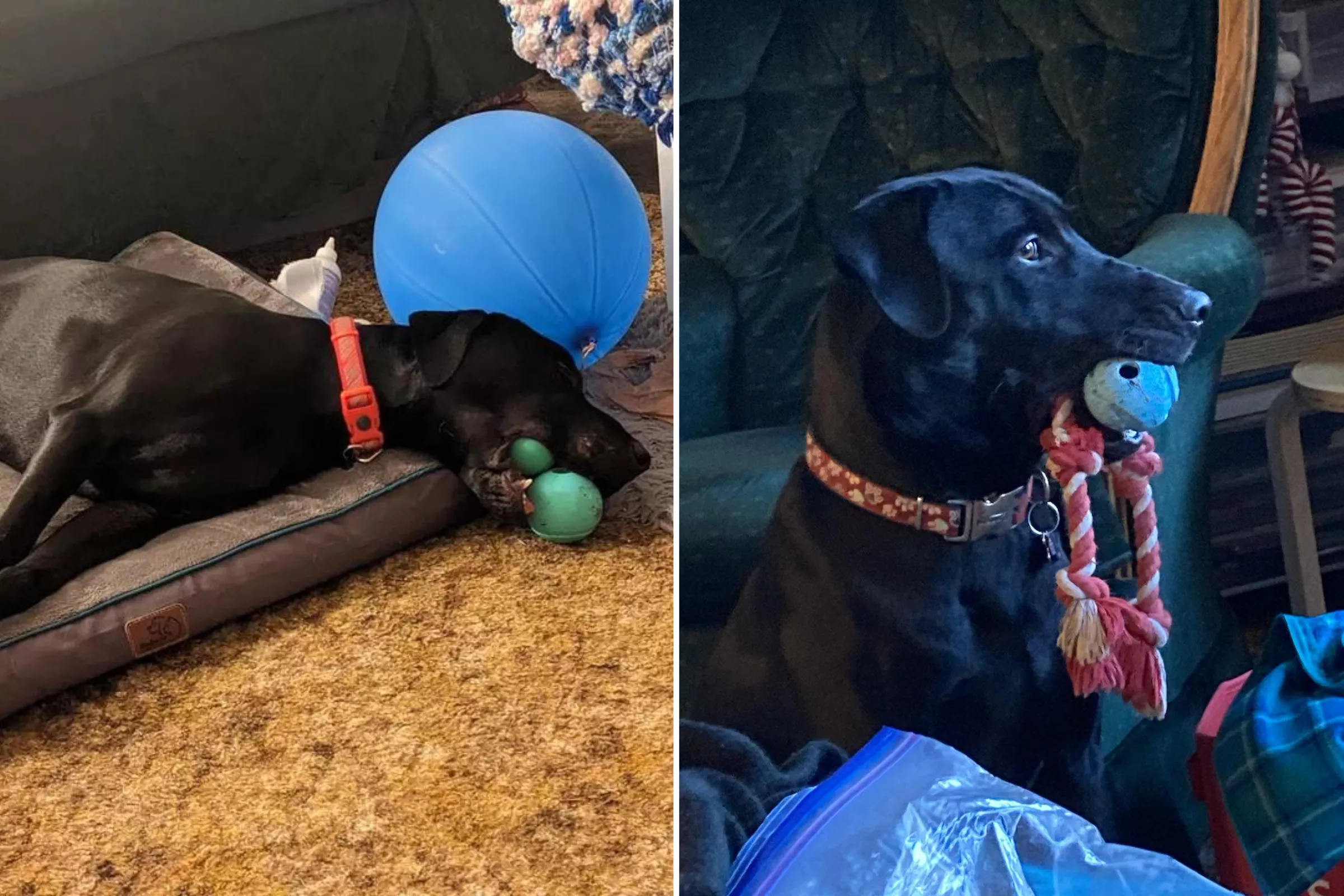 The 12 Best Dog Toys, According To Our Pups Reviews By Wirecutter