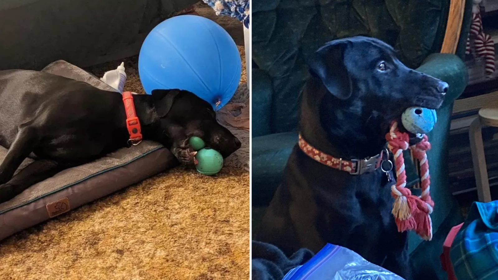 Rescue Dog Sleeping With Toys in His Mouth Melts Hearts: 'Comfort
