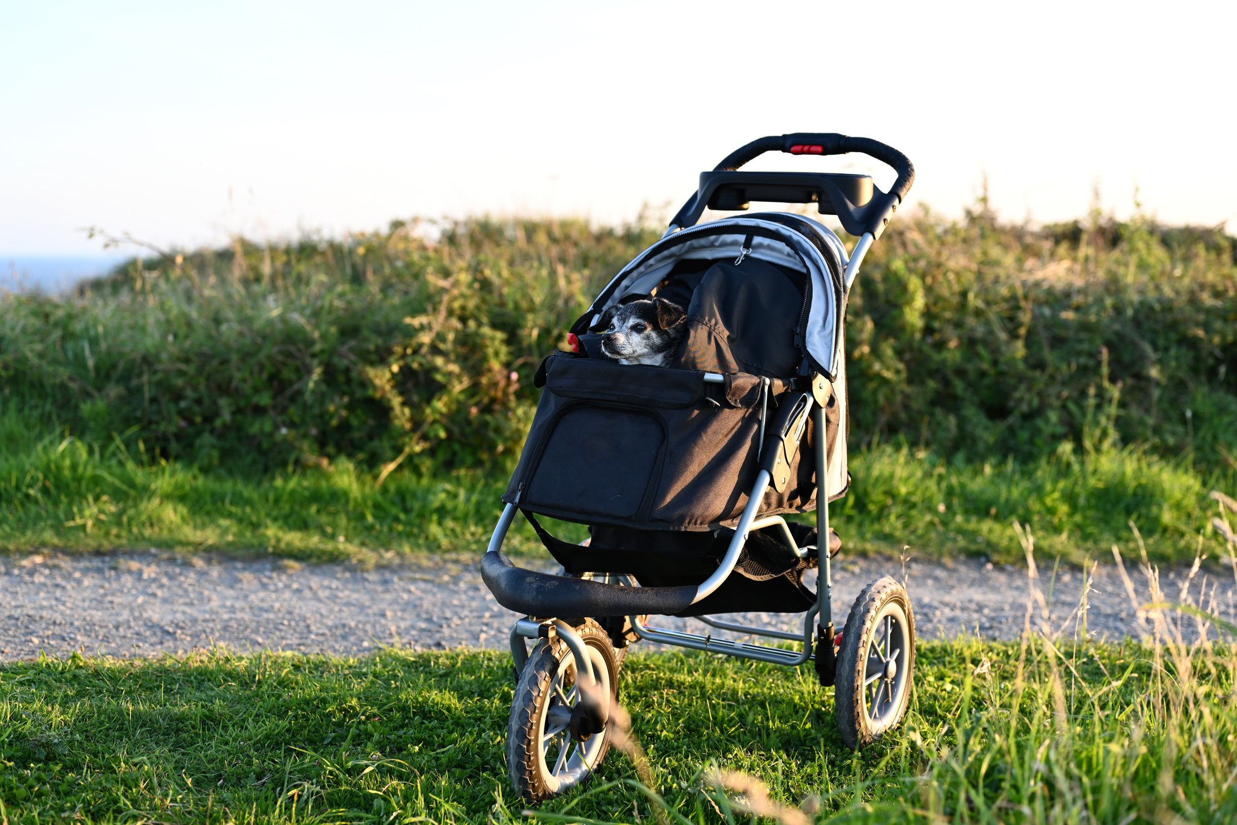 Baby pushing on sale dog in stroller