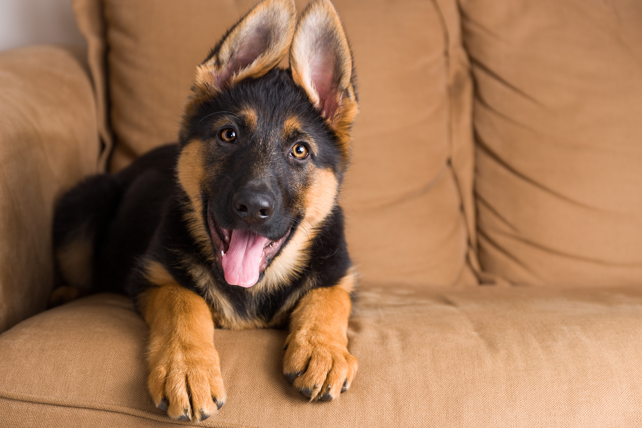 German shepherd puppy biting sales phase