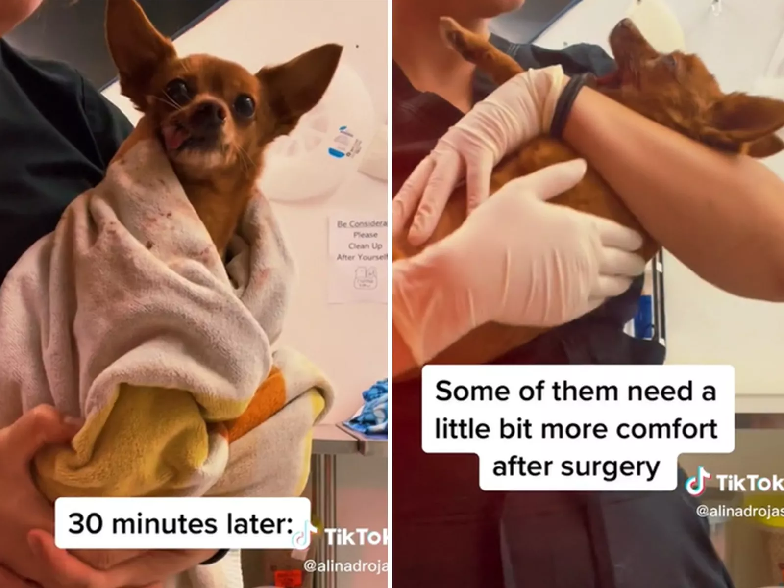 Nurse Comforting Dog Waking Up From Anesthetic Melts Hearts: 'Like A Baby'