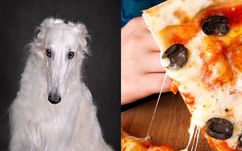 A Russian Wolfhound and a pizza slice.