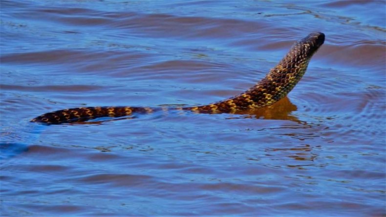 Tiger snake swimming in flood waters