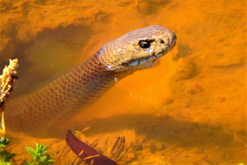 Eastern brown snake in a flooded burrow