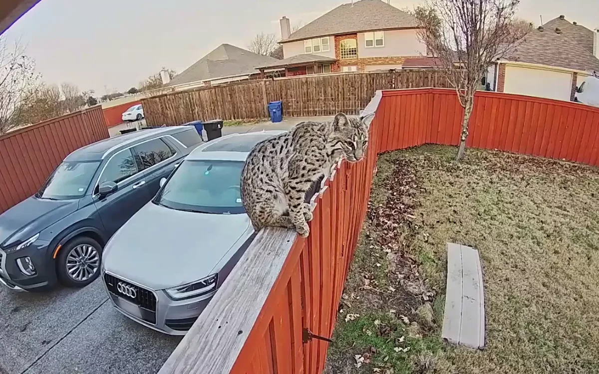 Wild Bobcat Caught on Camera Lurking Outside Family Home in Plain Daylight - Vimarsana News