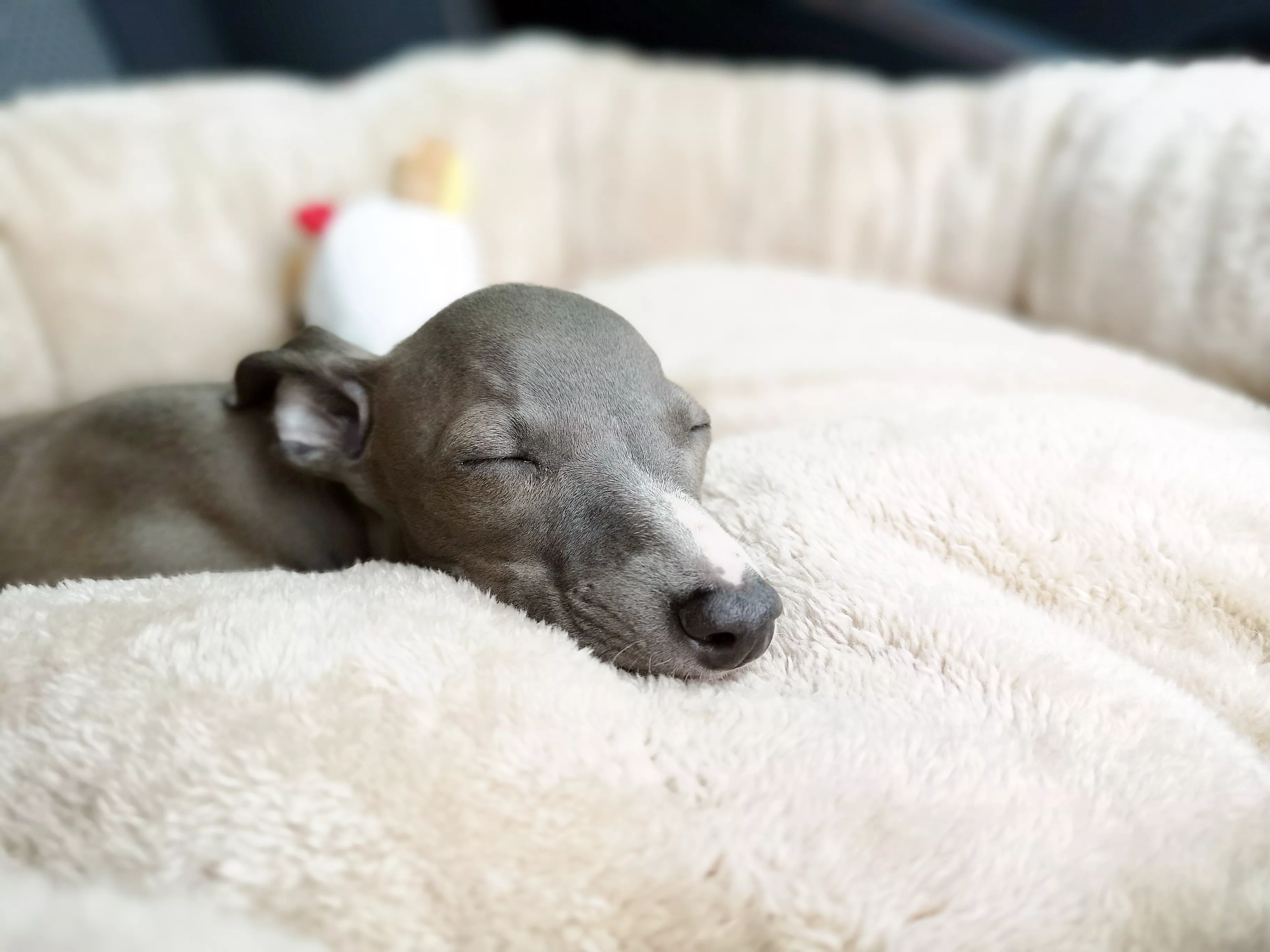 Greyhound Hilariously Tucks Himself in as Dads Busy With Puppies and Babies - Vimarsana News