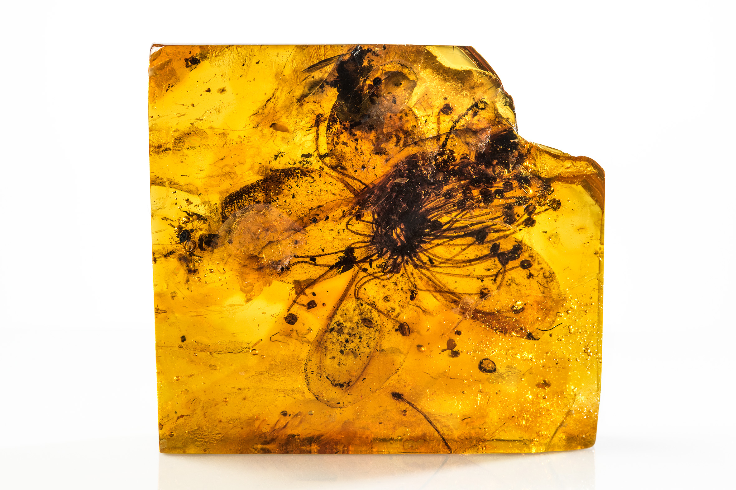 Pollen Extracted From Flower Encased in Amber 40 Million Years Ago