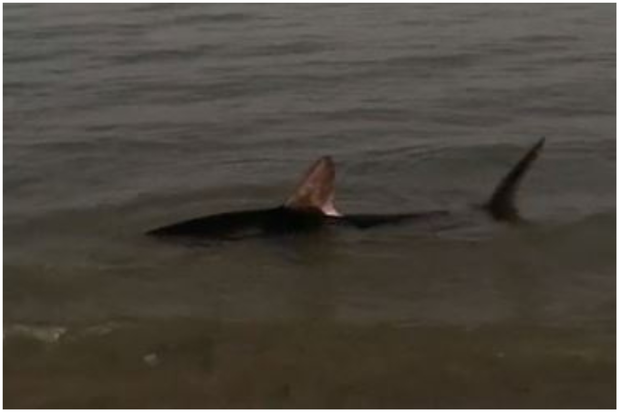 Stranded Shark Dies After Washing Up on Massachusetts Beach