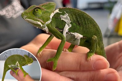 Skinny Chameleon 'Abandoned' in Bag Outside Shelter Finds Loving Family