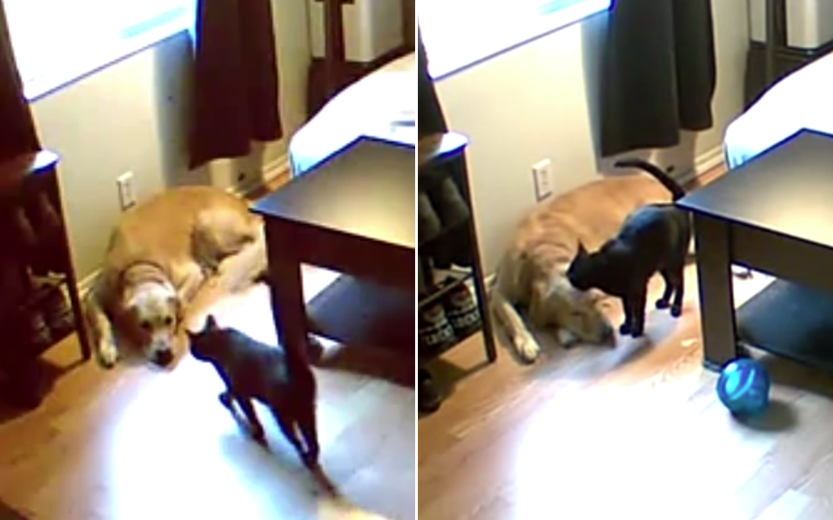 Cat Comforts Dog Suffering With Anxiety While Owners Are Away: ‘Precious’