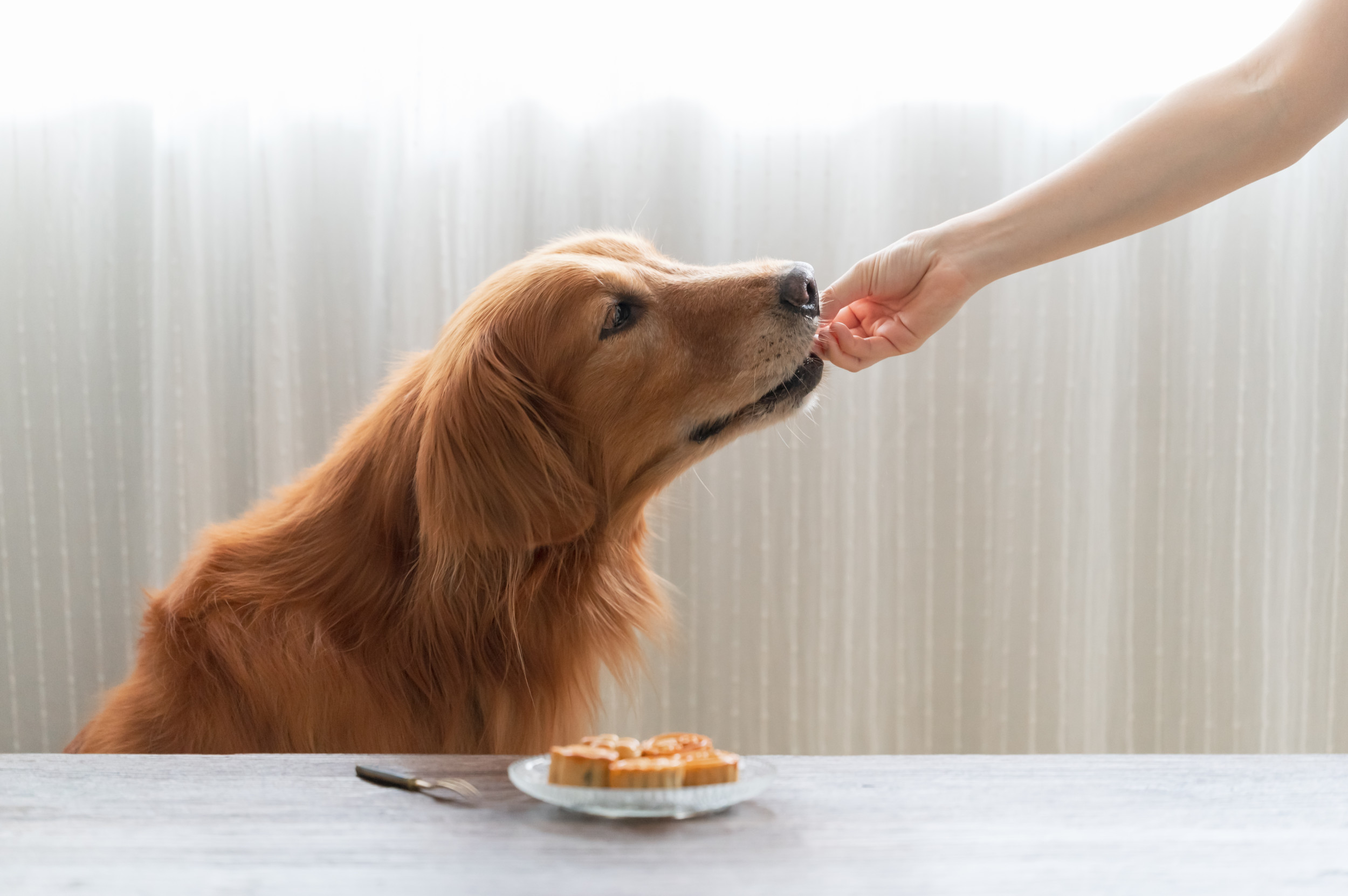 Golden retriever trying outlet food