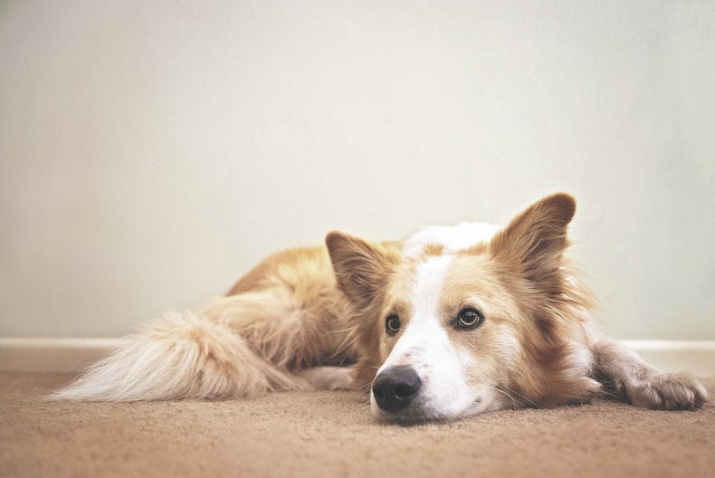 A red border collie lying down
