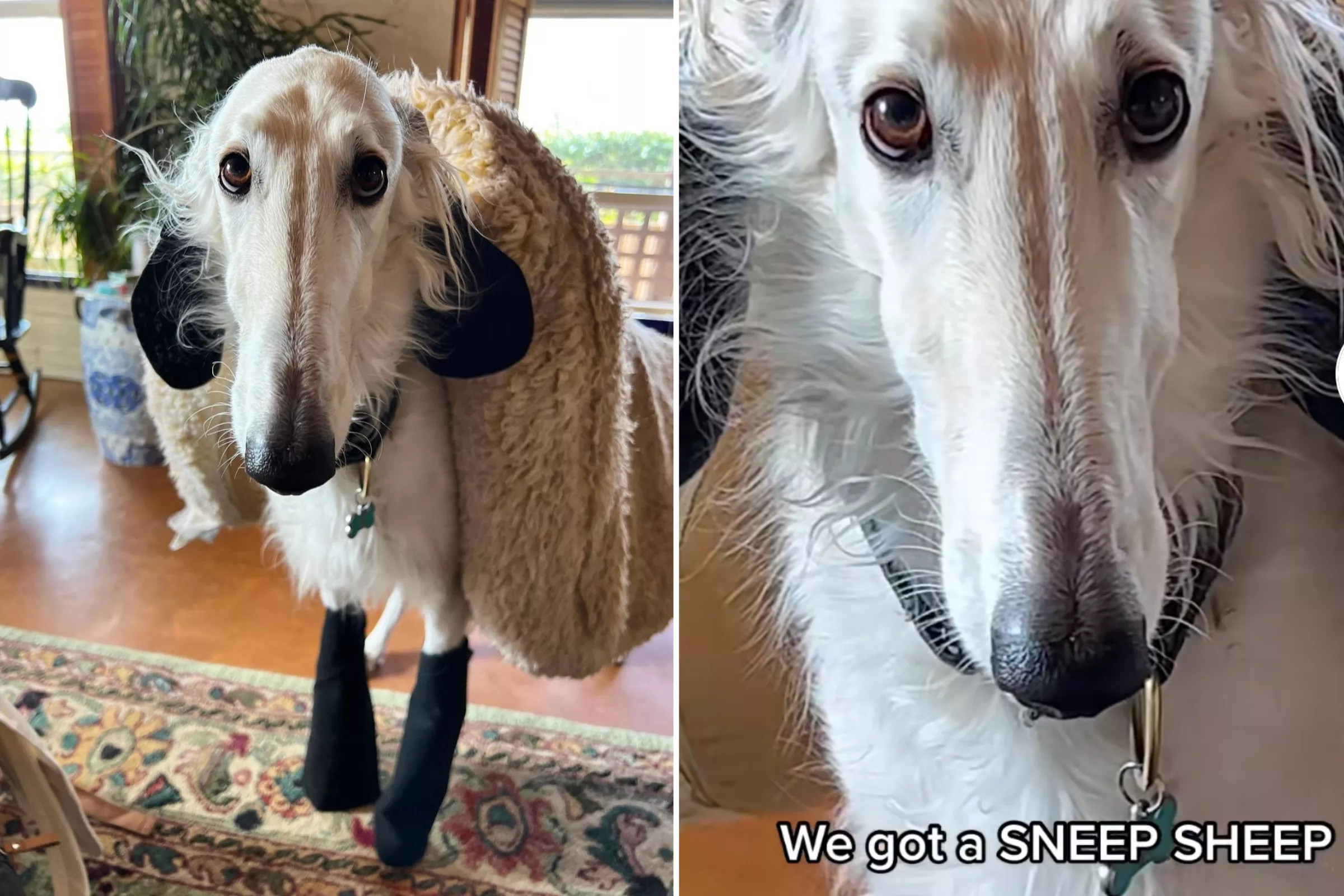 Dog Hilariously Dressed as Sheep to Help Mom and Baby Sleep: 'Recommend' - Vimarsana News