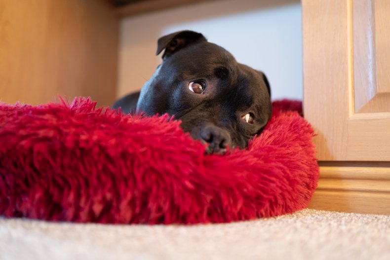 Staffordshire Bull Terrier peering out from dogbed