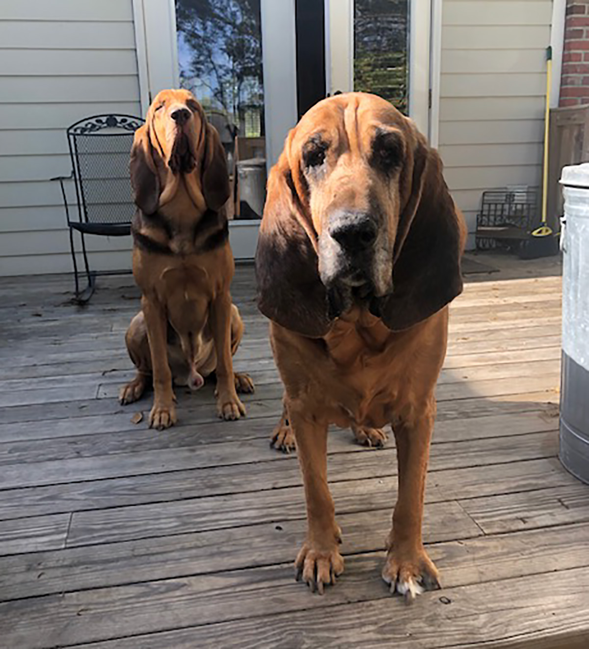 4 month old store bloodhound