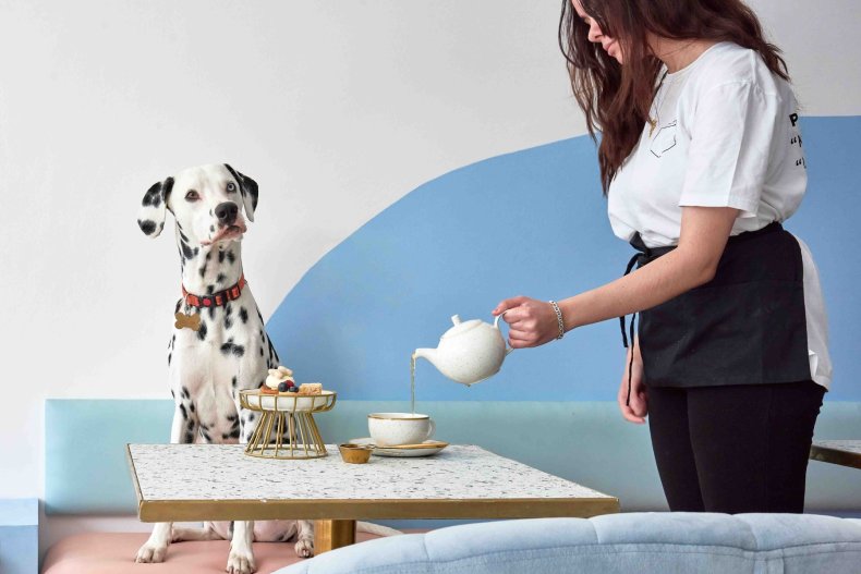 Alicia Ung has opened a dog cafe