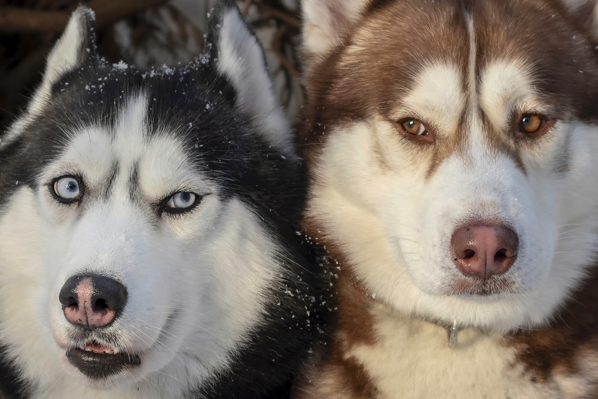 are siberian huskies better in pairs