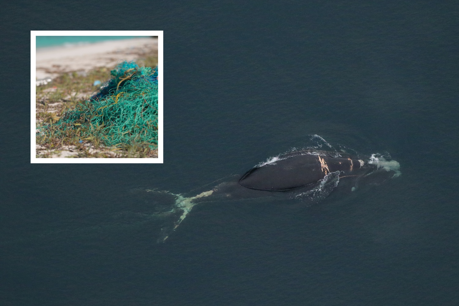 Heavily Entangled Right Whale Covered in Wounds and Lice 'Likely to Die ...