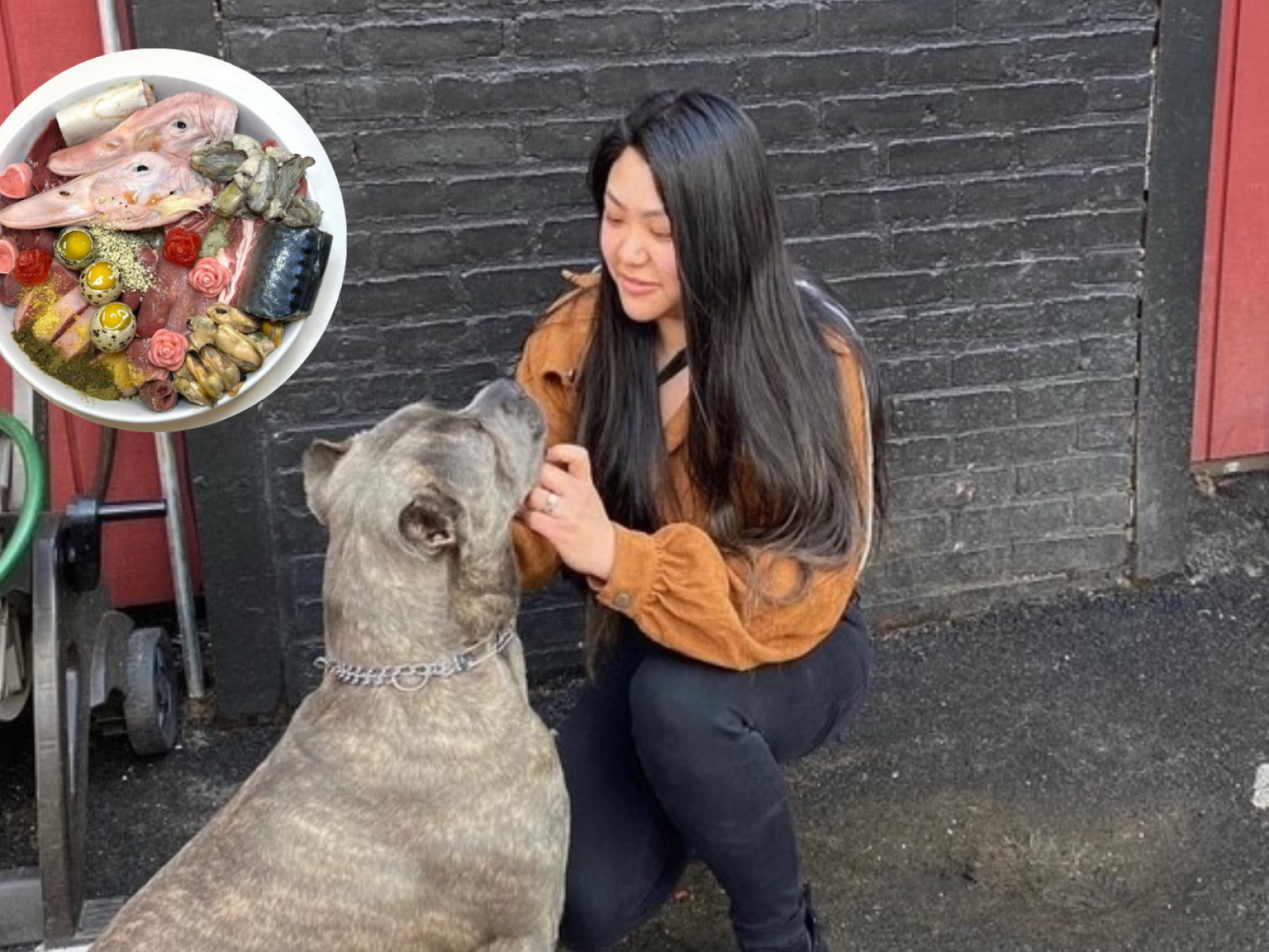 Mastiff raw diet deals