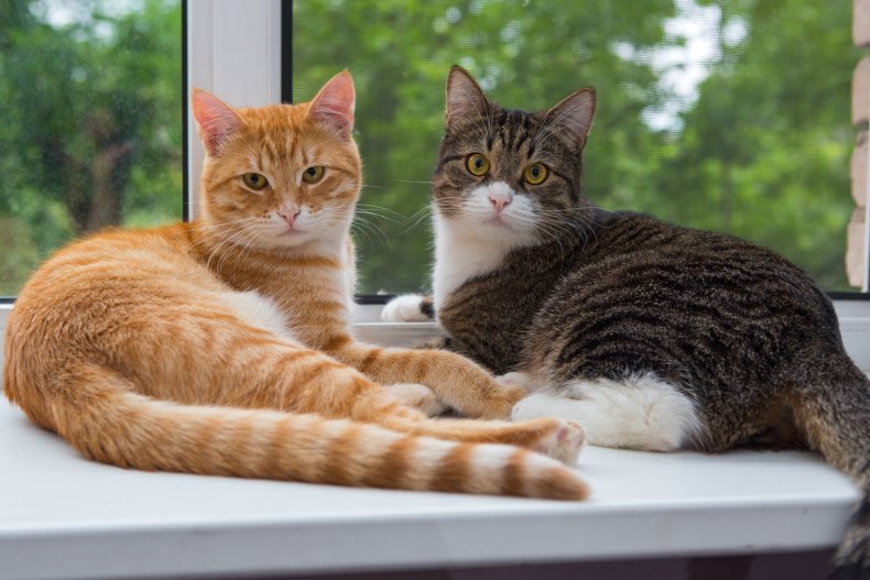 Two cats sitting on a window sill