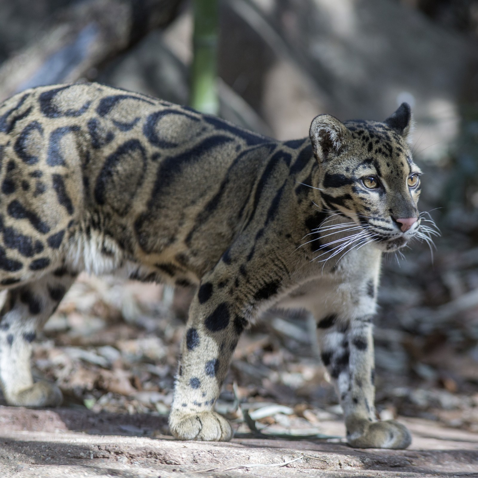 What Size Is a Clouded Leopard? Animal Missing From Dallas Zoo