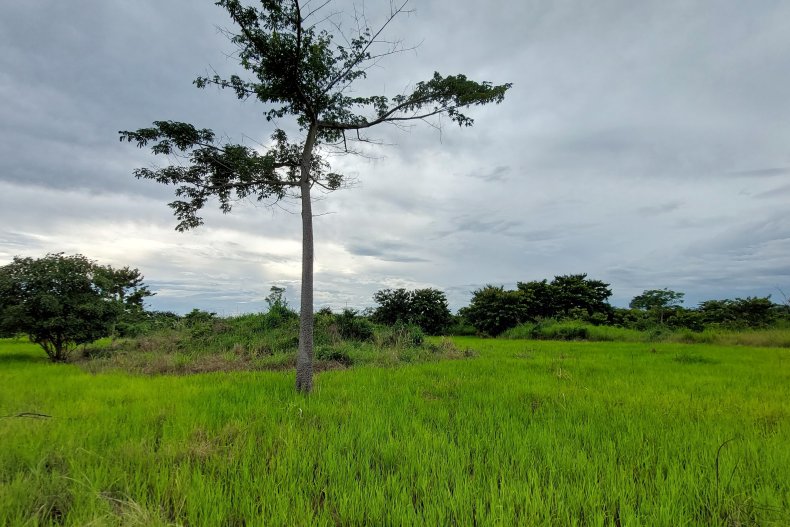 Rice plantation Ghanaian forest