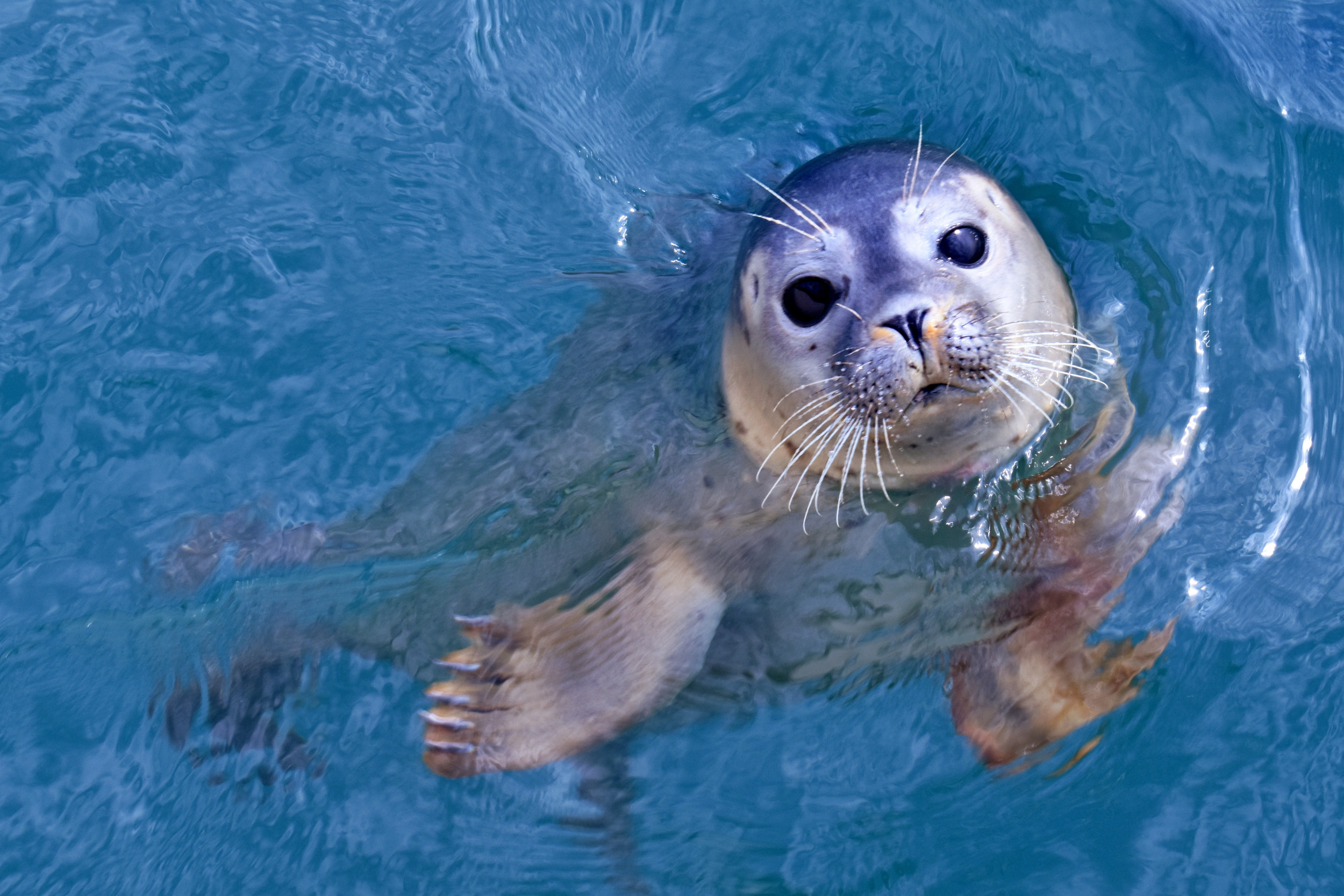 Baby Seals In Water