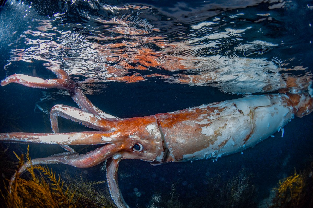Giant squid underwater