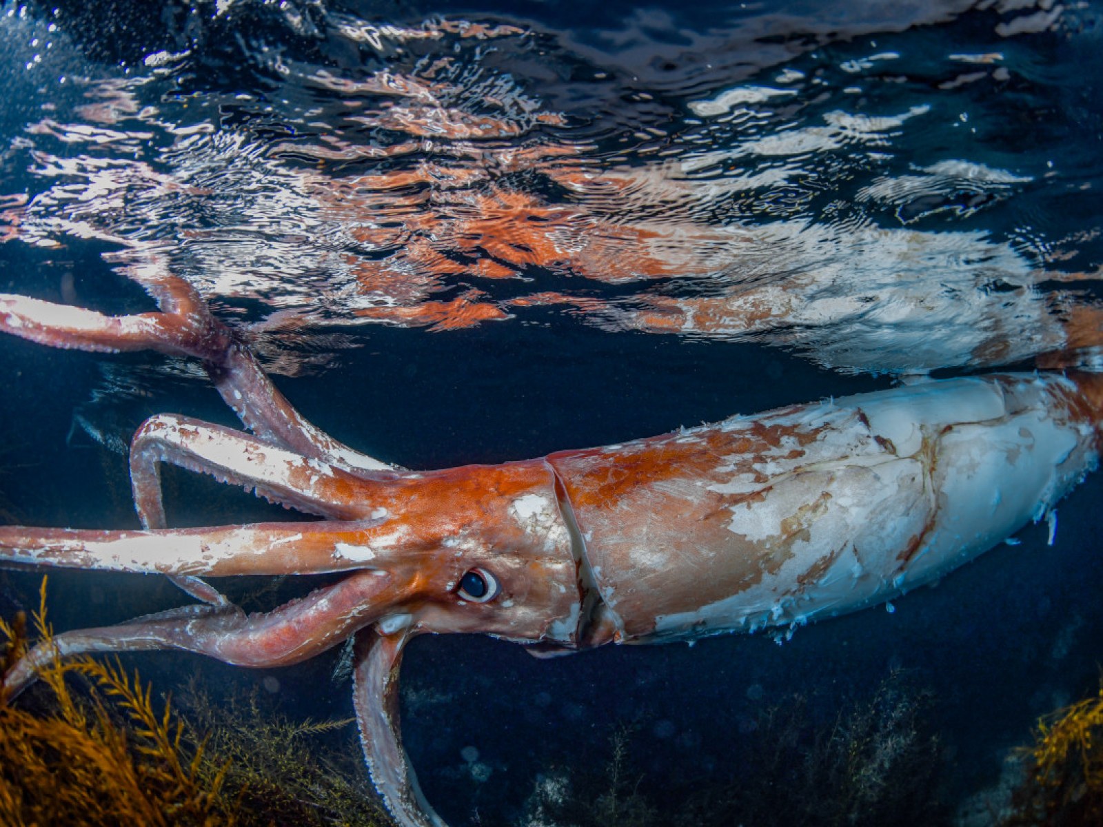 Watch Extremely Rare Footage of Giant Squid With 'Thick Arms': 'Terrified'