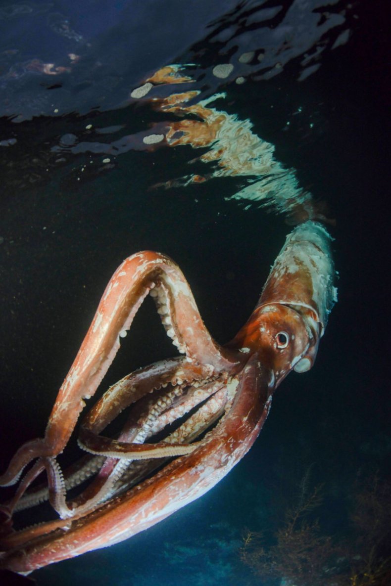 Watch Extremely Rare Footage of Giant Squid With 'Thick Arms': 'Terrified'