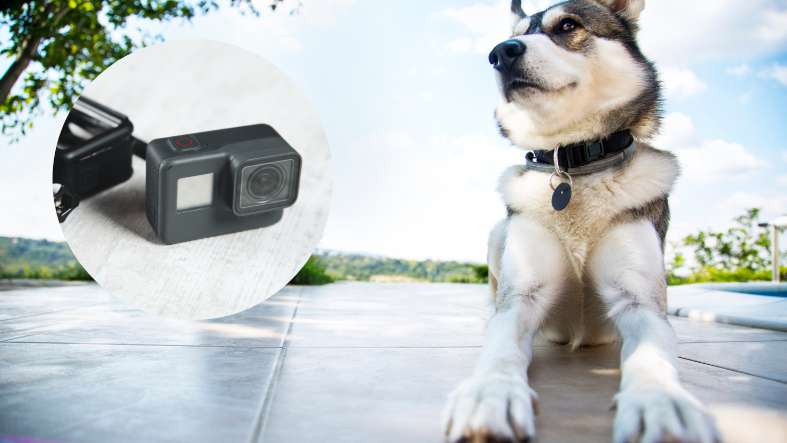 Gopro dog video best sale