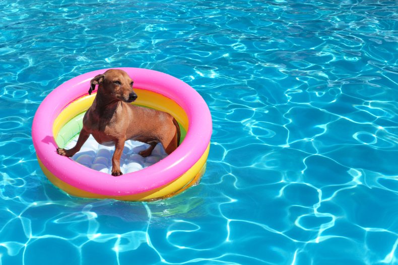 Dog floating in pool 