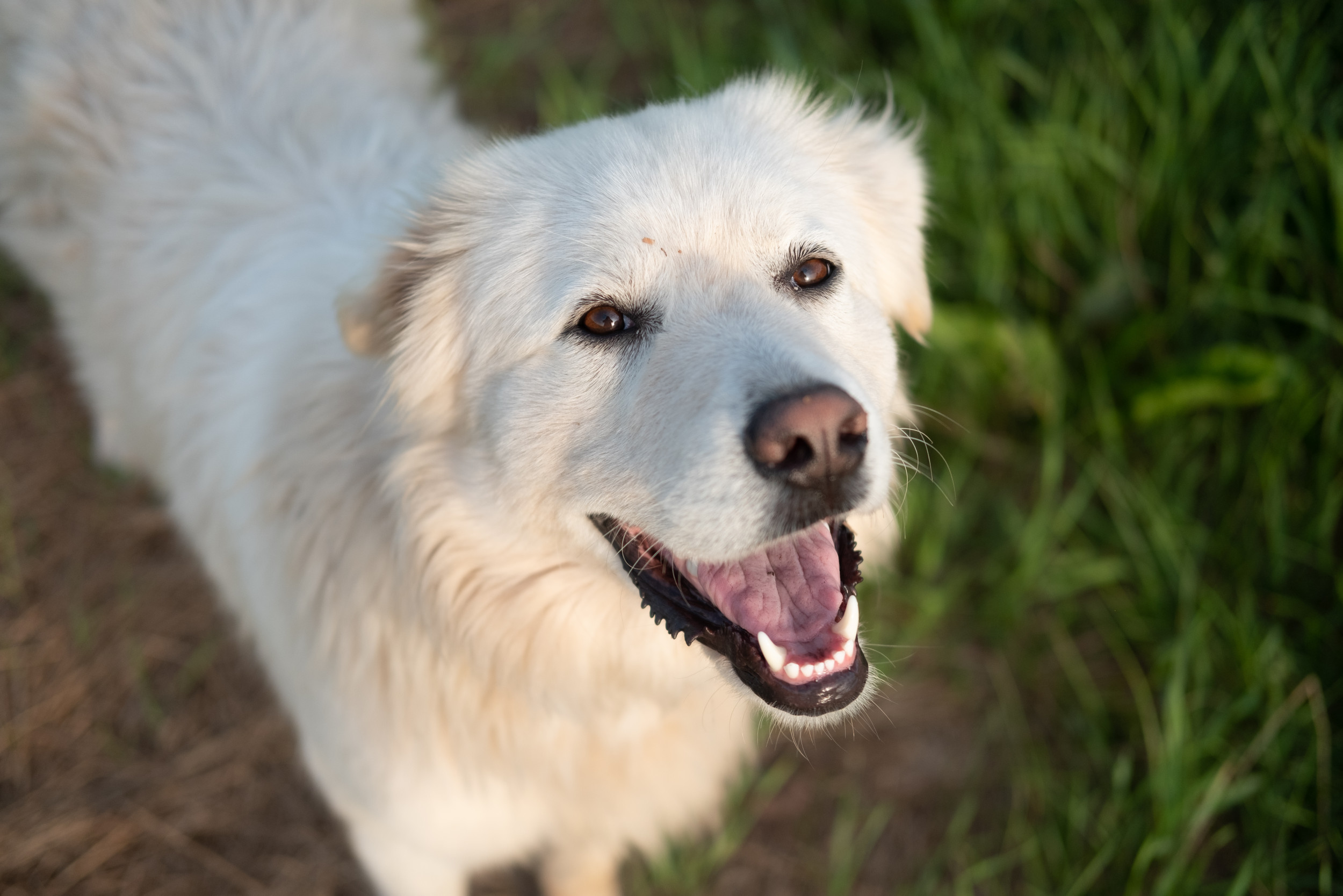 Great Pyrenees Dog Best Dog Ever Cute Pyrenees' Women's Premium