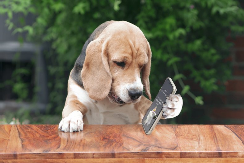 Dog and phone