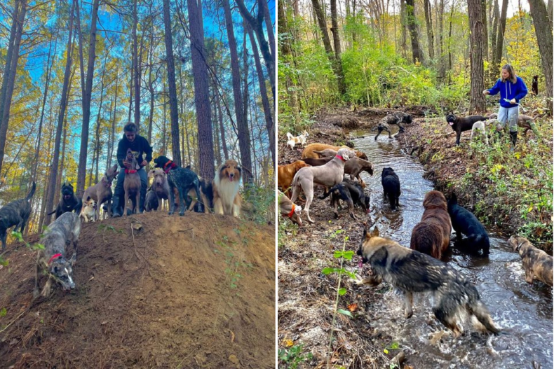 Woman With 30 Dogs From Dobermans to Chihuahuas Reveals How Visitors React 3 Women have 30 dogs as pets