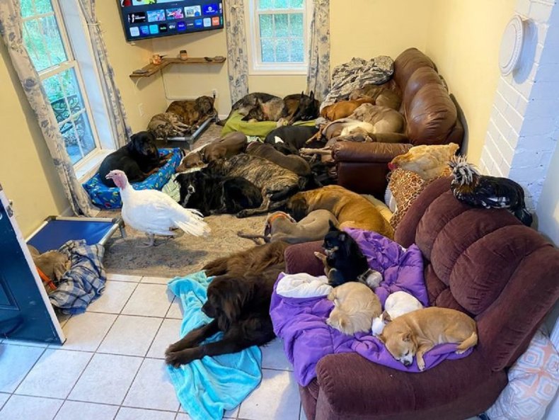 Woman With 30 Dogs From Dobermans to Chihuahuas Reveals How Visitors React 5 The pack of dogs all together