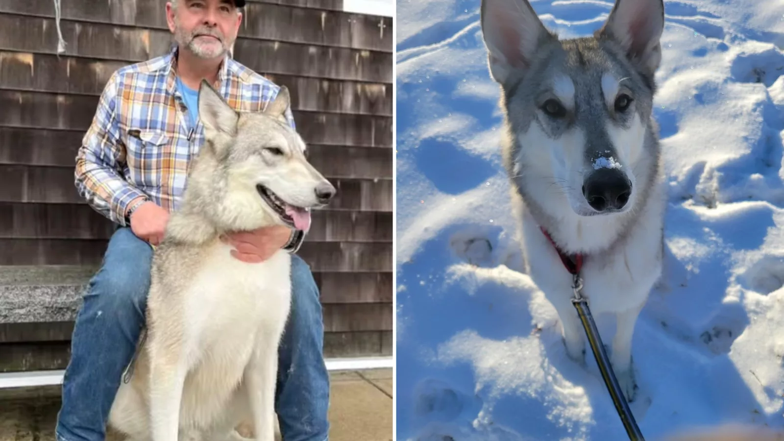 Dog that deals is part wolf