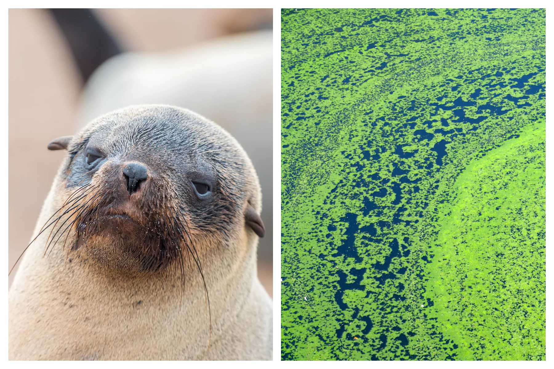 Hyperaggressive Seals Likely Poisoned With Acid Are Attacking Humans - Vimarsana News