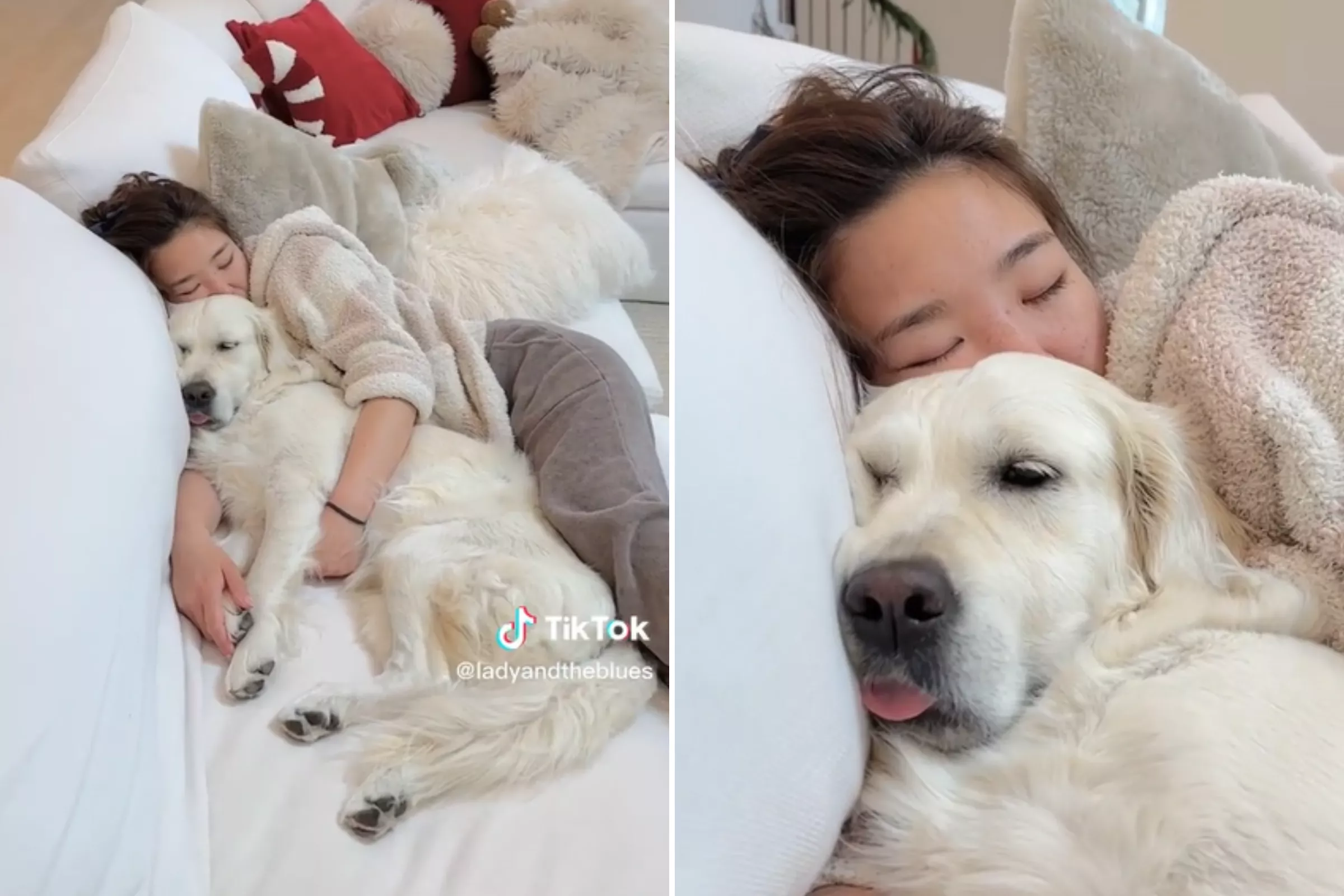 'Needy' Golden Retriever Cuddling Pregnant Owner As She Sleeps Melts Hearts - Vimarsana News