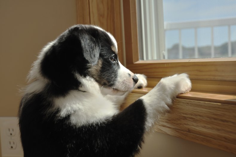 Dog looking out window.