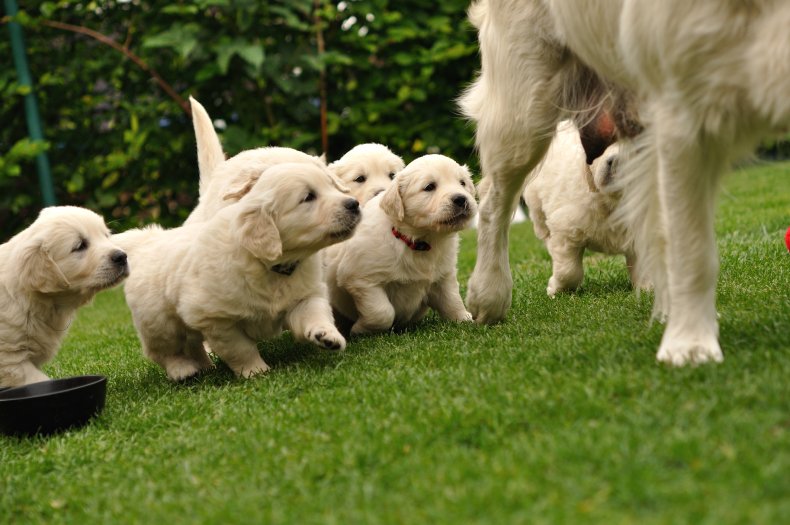 Golden Retriever puppies chasing their mom around