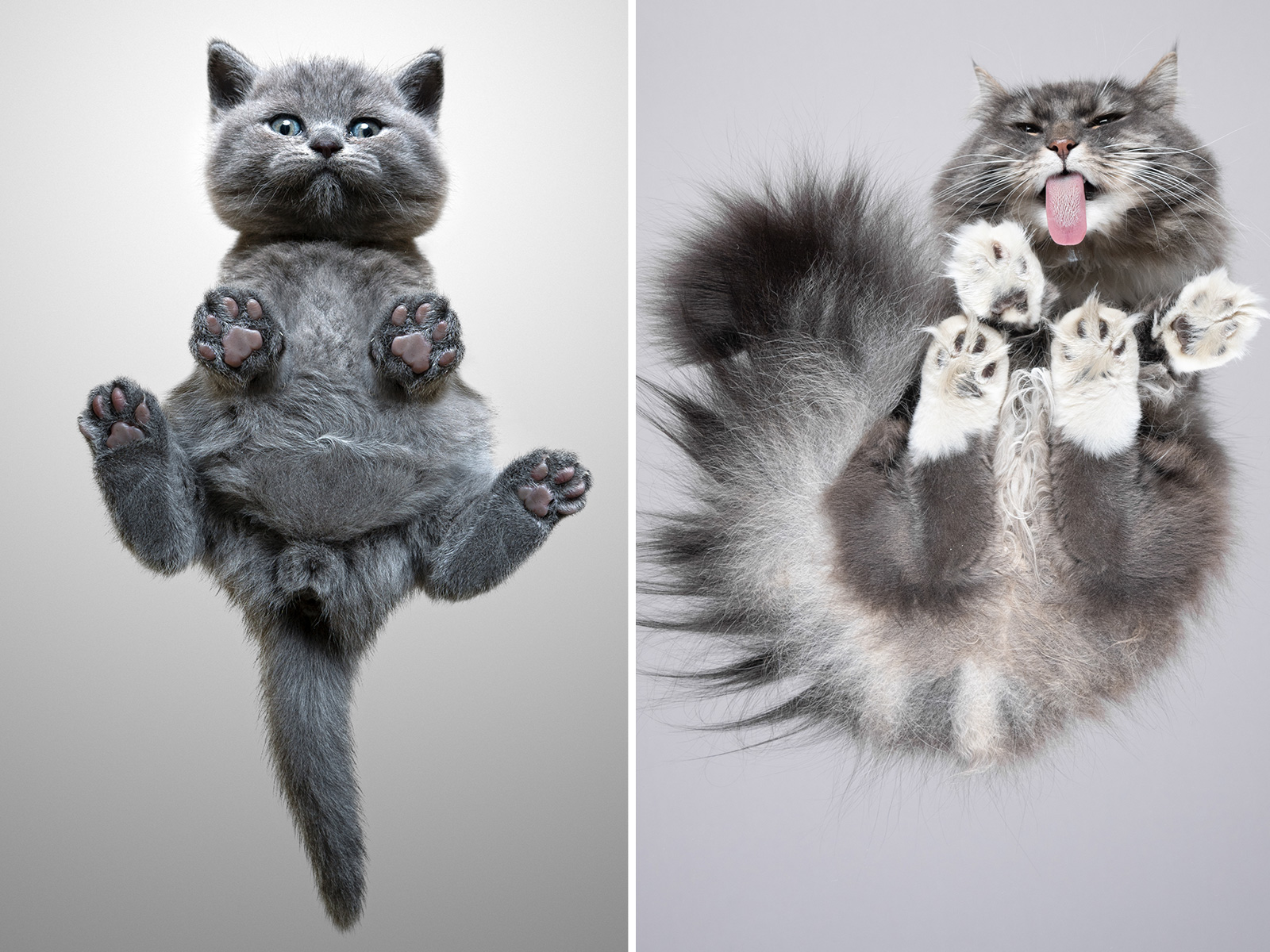 Man Lures Cats Into Photoshoots Using