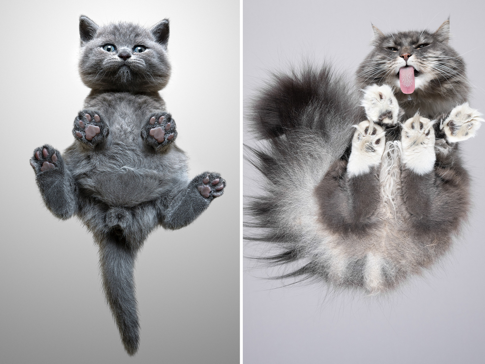 Man Lures Cats Into Photoshoots Using Catnip And The Results Are
