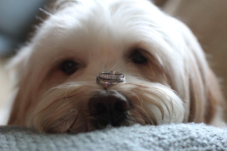 Dog holding engagement rings on nose.