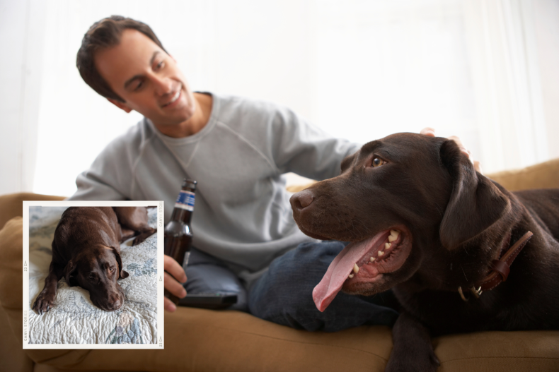 dog