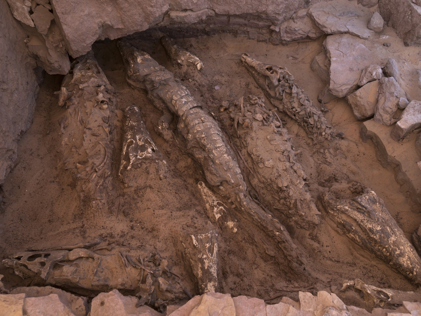 Decapitated Mummified Crocodiles Discovered in Undisturbed Ancient Tomb