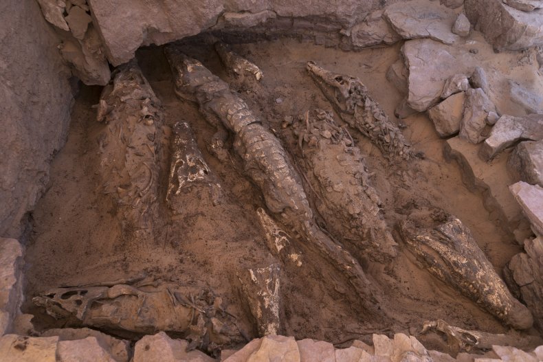 Crocodile mummies in Egypt