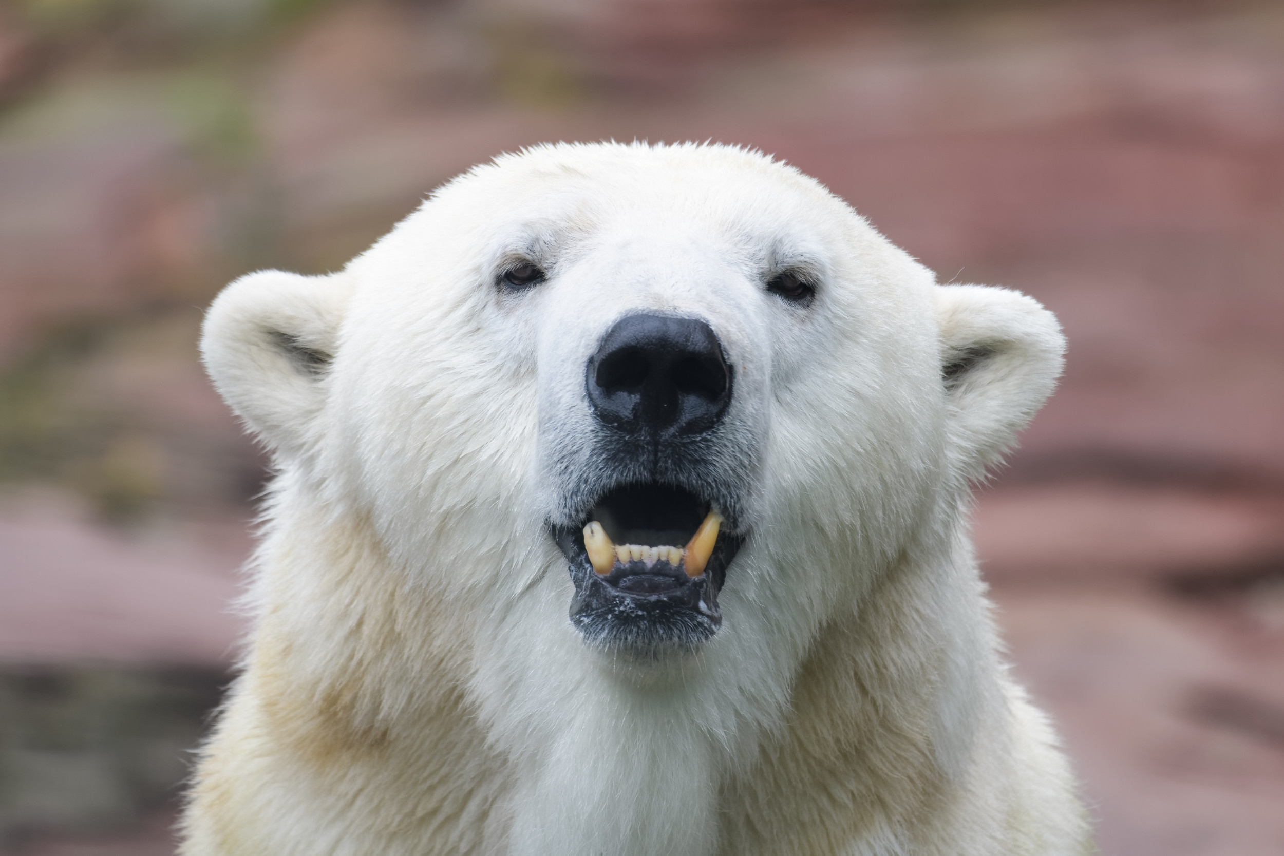 The Man Who Survived a Polar Bear Attack