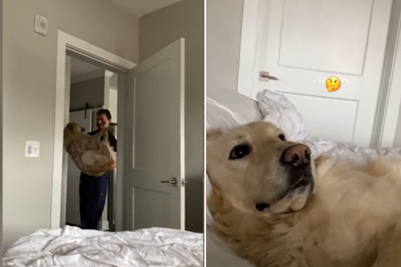 Dog gets carried to be in morning