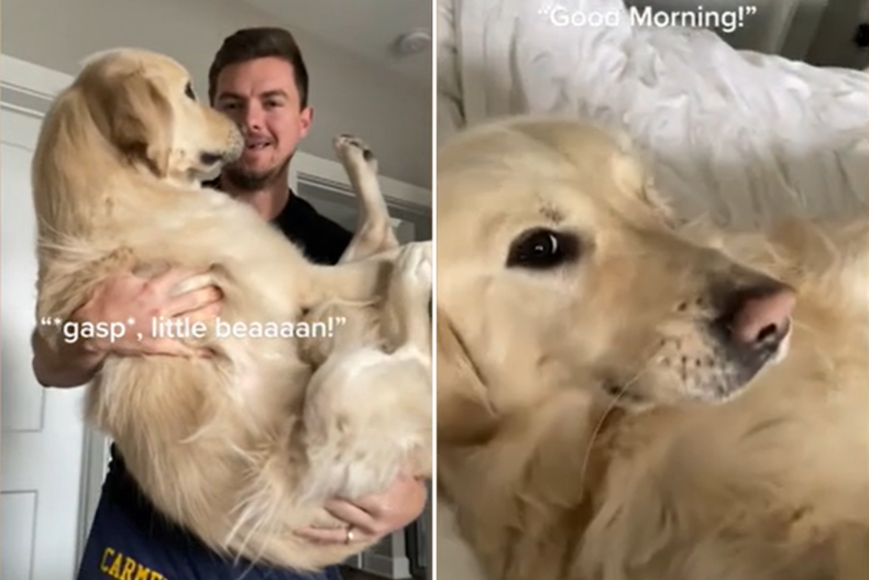 Dog gets carried to bed for cuddles